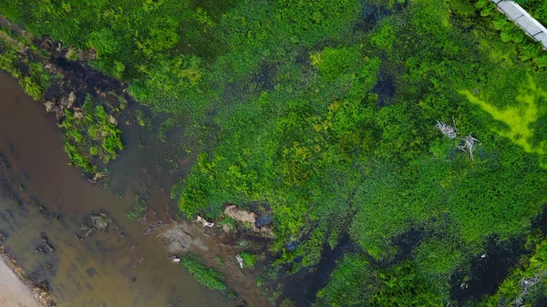 マングローブ林の空中風景 — ストック写真