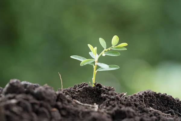 Junge Pflanze Morgenlicht Auf Grün Verschwommenem Naturhintergrund Stockfoto