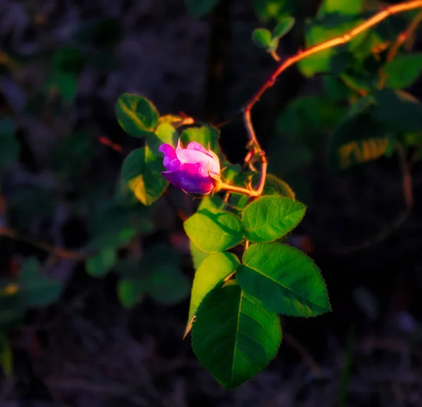 Geç öğleden sonra güneş ışığında genç gül