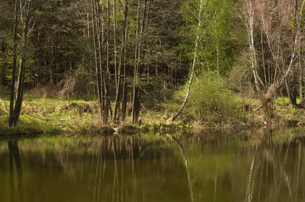 Sakin nehir bir orman yoluyla geçiyor. Ağaçlar sularda yansıtır. Güneşli ve olumlu bir atmosfer.