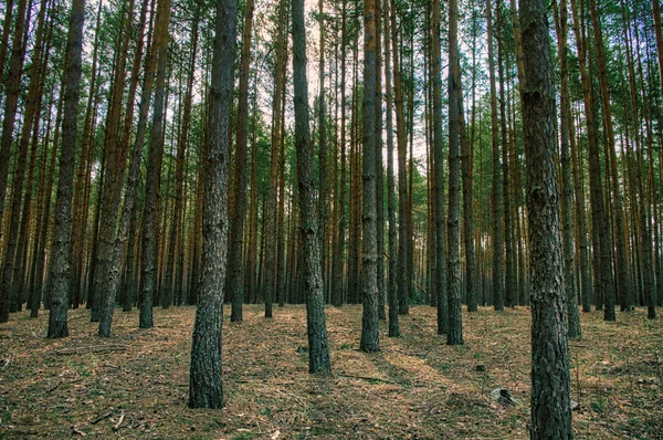 Parlak gün ışığında çam ağaçlarının kalın bir stand.