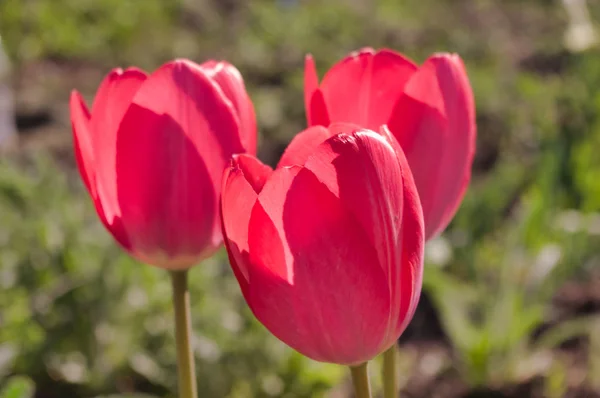 Arka planda yeşil çim ile büyük kırmızı lale yakın çekim.