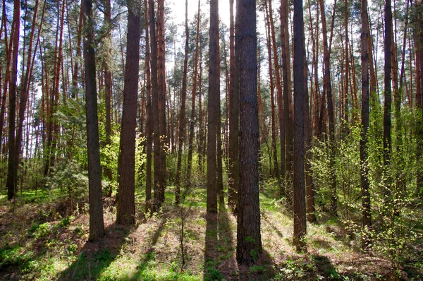 Bir çam ağacı orman güneşli öğleden sonra. Çam ağaçlarında uzun gölgeler atma arka ışık.