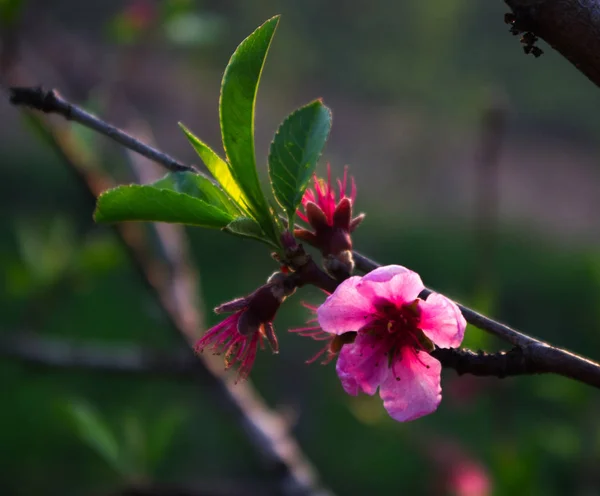 Bir bahar şeftali çiçek günbatımı ışık.