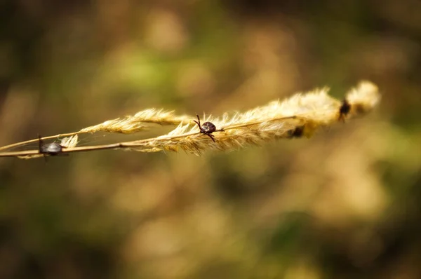 Güneşli ormandaki bir iğne bitki üzerinde küçük akarlar.