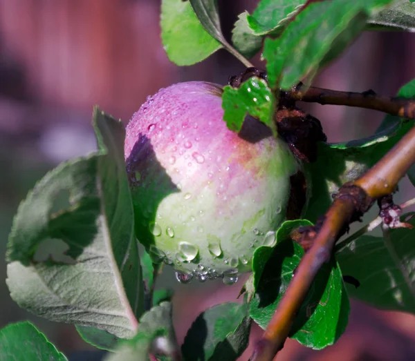 Kırmızı önlü arkalı elma asma üzerinde yağmur damlaları ile kaplı.