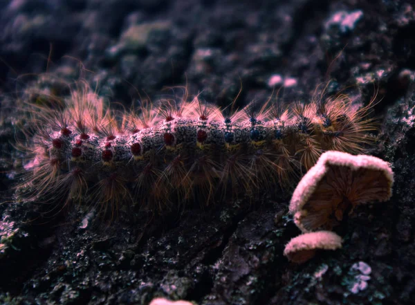 Büyük parlak renkli tırtıl kabuk yüzeyi.