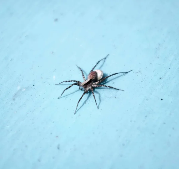 Tek renkli metal yüzeyde büyük bir örümcek.