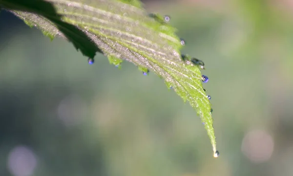 Bir yaprak bir bramble Bush çiğ renkli damla ile yakından.