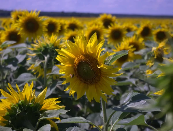 Önünde küçük bir arı ile yakın çekim bir ayçiçeği. Parlak güneşli bir günde.