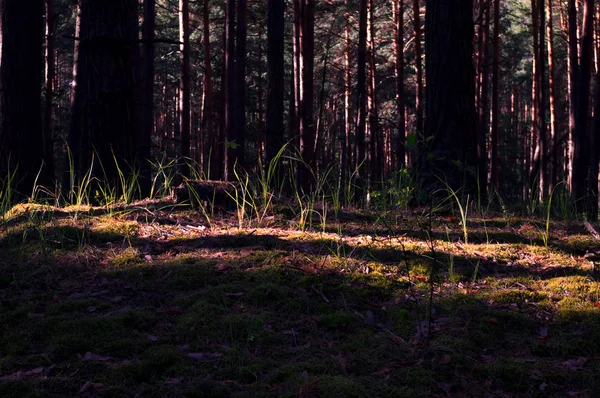 Yaz sabahı bir çam ağacı ormanda. Arka plan, ağaçlarının koyu siluetleri. Güneş ışınları çim yeşil bıçaklar ortaya..