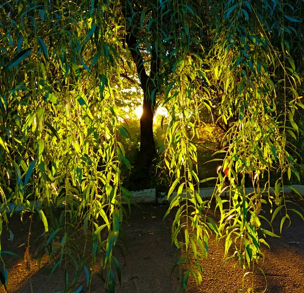 Bir söğüt ağacı arka ışık içinde. Zengin yeşillik sabah güneş tarafından aydınlanmış.