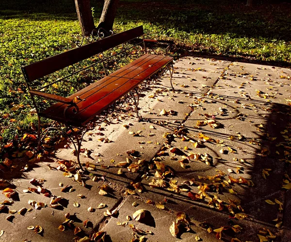 Geç öğleden sonra güneş ışığı altında bir parkta bir boş ahşap Bank renkli sonbahar yaprakları ile kaplı.
