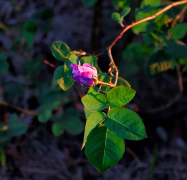Genç bir gül çiçeği.