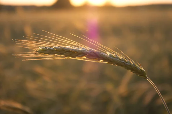 Yakın çekimde bir çivi.