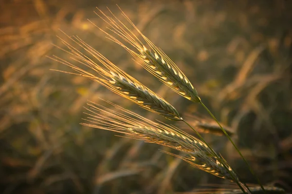 Yakın çekimde üç çivi.