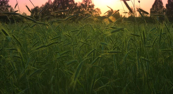 Günün sonunda yakın bir yerde bir buğday diyarı.
