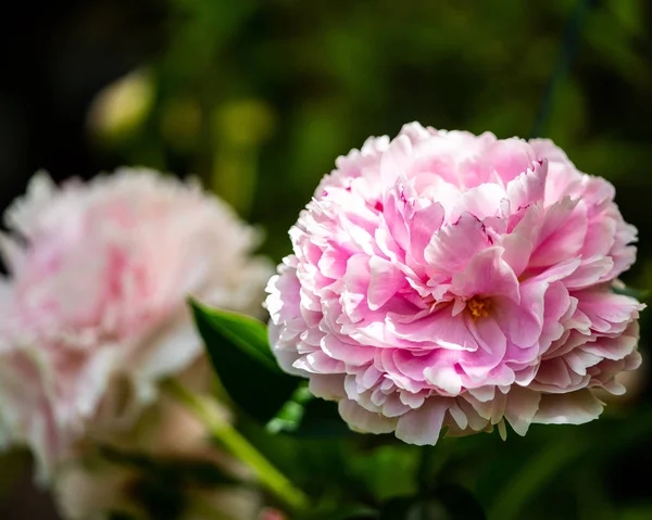 性質の美を持つ美しいピンク花の花 — ストック写真