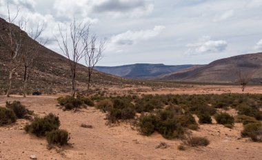 Aquila özel oyun ayırmak güzel ölü ağaç