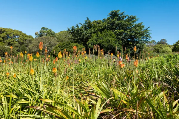 Flowers form scenic beauty in Kirstenbosch National Botanical Garden