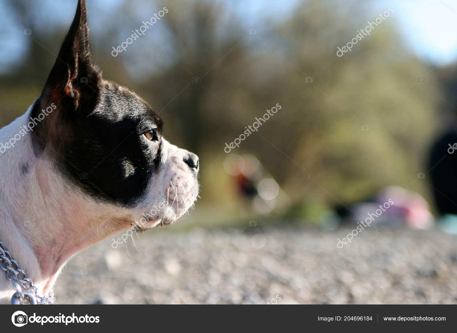 Adorable French Bulldog Pug Mix