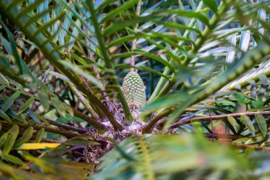 merkezinde bir meyve var bitki 