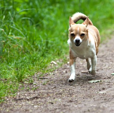 Kamera için güzel bir poz ile Chihuahua köpek