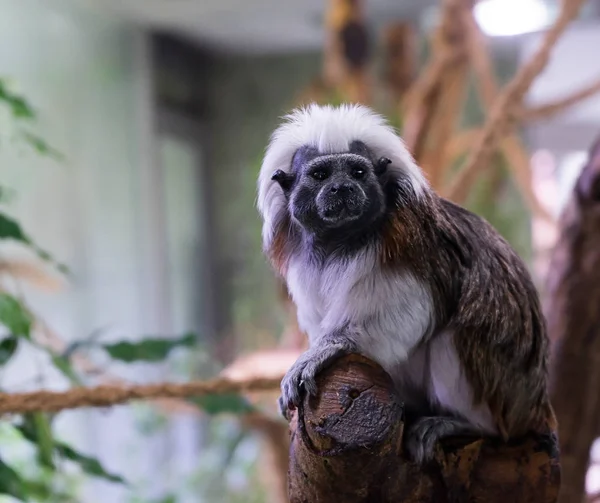 Pequeño Mono Sentado Árbol Hellabrunn Zoo Munich —  Fotos de Stock