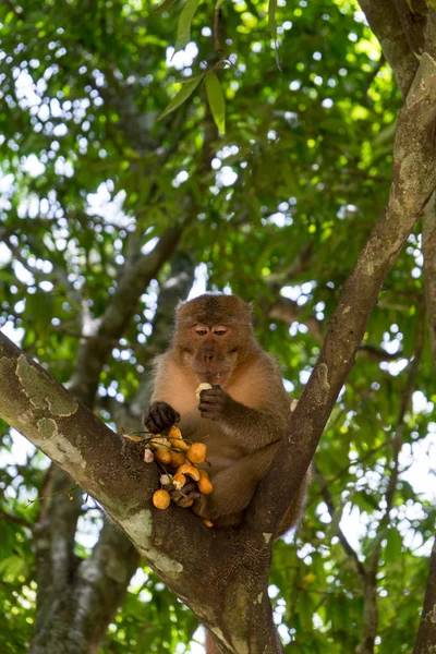 Mono Comiendo Presa Árbol Monkey Mountain —  Fotos de Stock