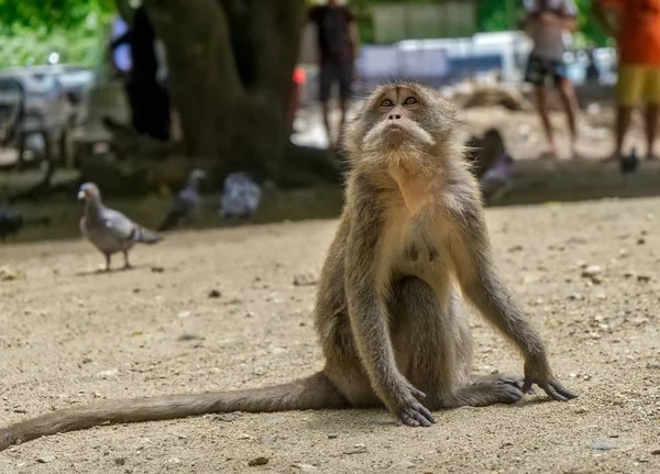 Affe Sitzt Sonnenlicht Und Wartet Auf Die Touristen — Stockfoto