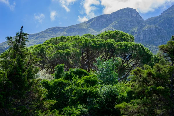 Montagne Sembrano Toccare Cielo Table Mountain National Park — Foto Stock