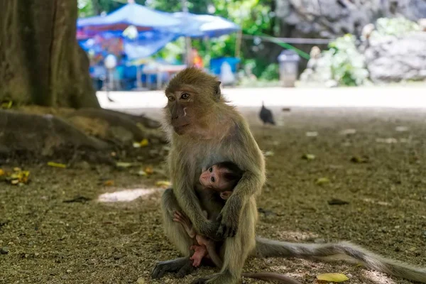 Macaque Monkey Cargando Bebé Monkey Mountain —  Fotos de Stock