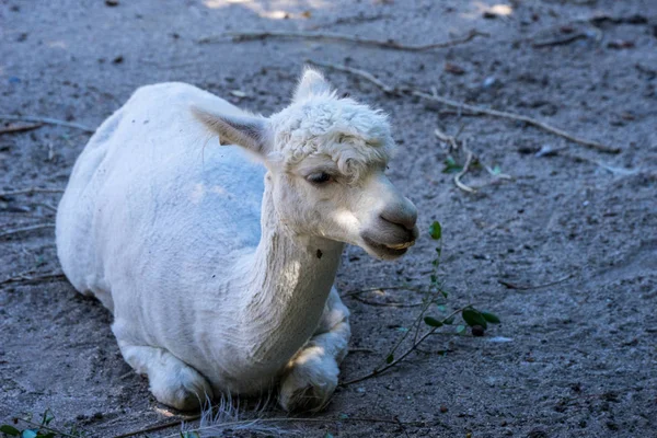 白羊驼坐在动物园的地面上 — 图库照片