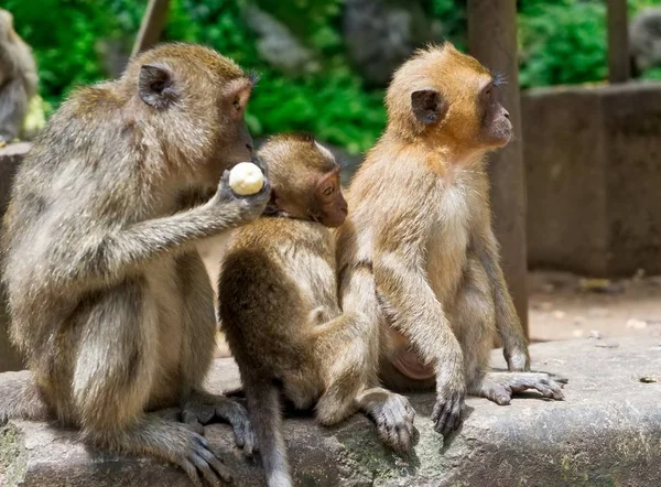 Grupo Monos Macacos Sentados Juntos Monkey Mountain —  Fotos de Stock