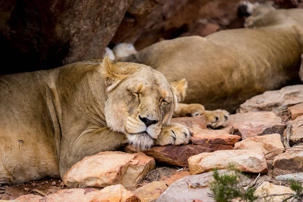 在岩石的阴影下沉睡的母狮 — 图库照片