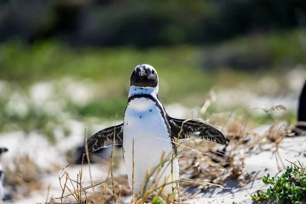 Här Pingvinen Verkar Som Han Försöker Flyga — Stockfoto