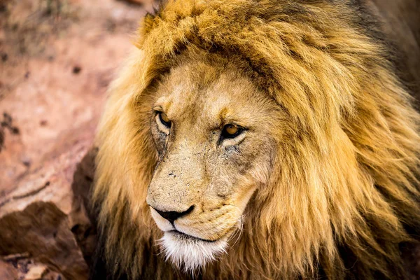 A lions face closeup, his eyes focussing on something outside the pucture