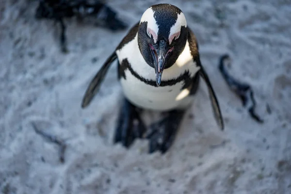 Denna Afrikanska Penguin Nästan Ser Som Han Ler — Stockfoto