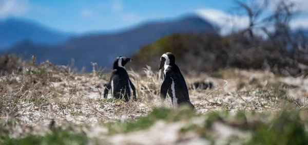 Två Pingviner Vinden Som Bär Sand Från Stranden — Stockfoto