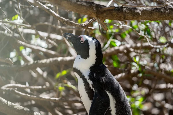 Här Penguin Bara Klev Från Avel Sitt Och Tittar — Stockfoto