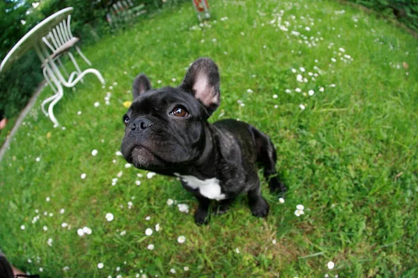 Francés Bulldog Cachorro Hierba Miró Hacia Arriba — Foto de Stock