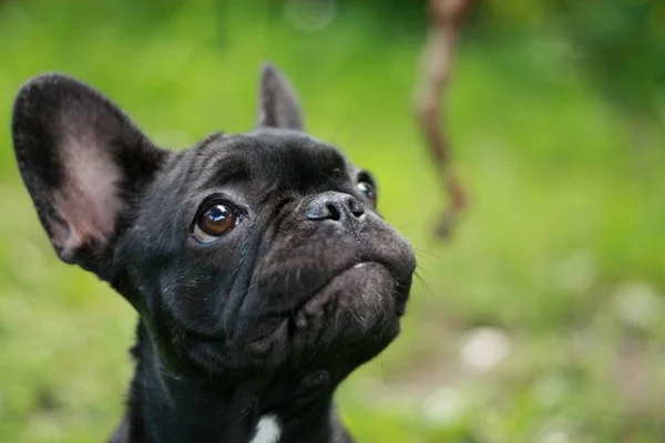 Francês Bulldog Puppie Brincando Com Pau Pela Primeira Vez — Fotografia de Stock