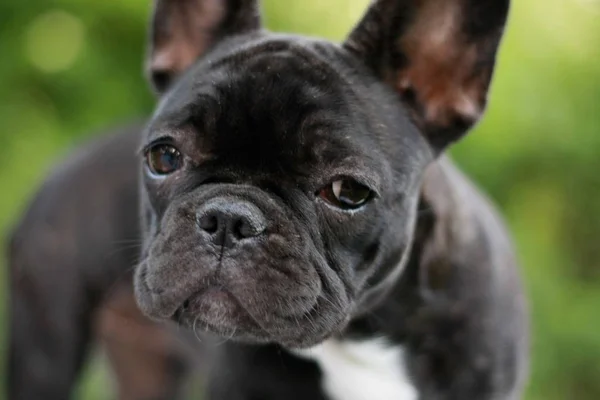Semanas Edad Bulldog Francés Cara Cachorro Primer Plano —  Fotos de Stock