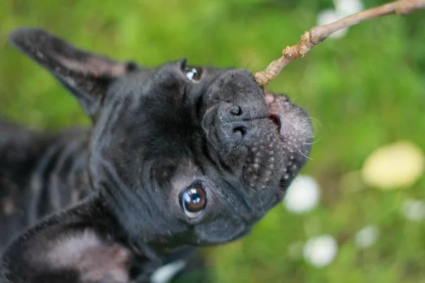 Buldog Francuski Puppie Grając Kijem Raz Pierwszy — Zdjęcie stockowe