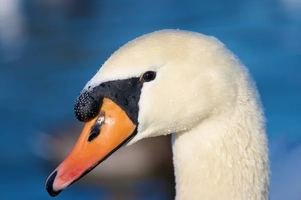 A beautiful white swan swimming on a calm lake
