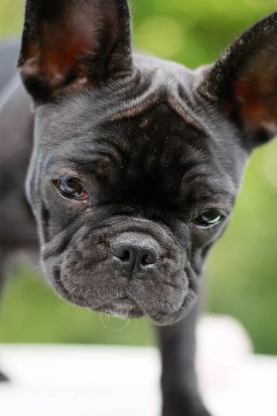 Semanas Edad Bulldog Francés Cara Cachorro Primer Plano —  Fotos de Stock