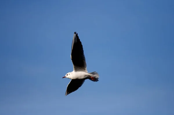 青い空湖の上を飛んでいるカモメ — ストック写真