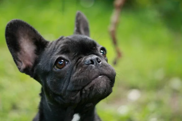 Francese Bulldog Puppie Giocare Con Bastone Prima Volta — Foto Stock