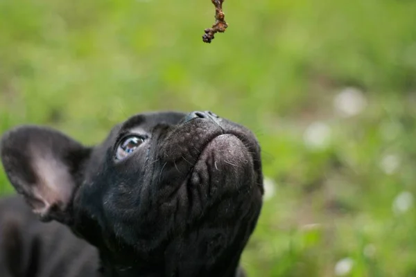 Buldog Francuski Puppie Grając Kijem Raz Pierwszy — Zdjęcie stockowe