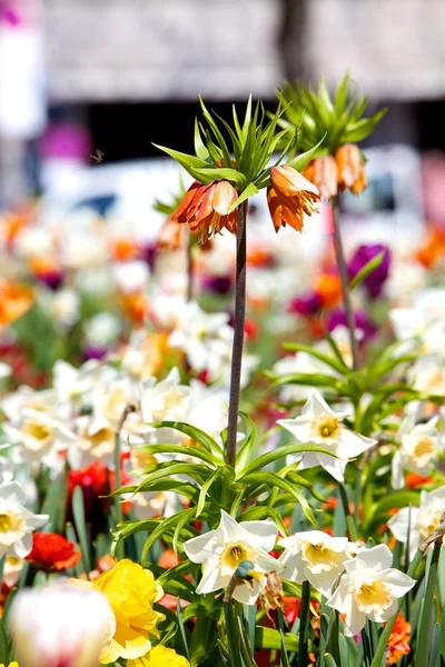 Mooie Bloemen Met Zonlicht Valt Het — Stockfoto